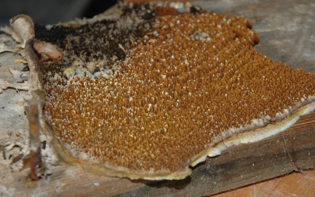 D is for…… Diagnosing Dry Rot