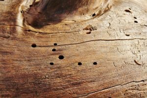 Atlantis can find and solve your woodworm problems