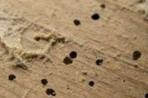 holes made in wood by boring insects