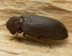 K is for Kinds of Wood Boring Beetle (Woodworm)