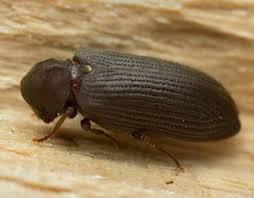 K Is For Kinds Of Wood Boring Beetle Woodworm Atlantis Damp