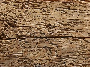 Timber damaged by woodworm
